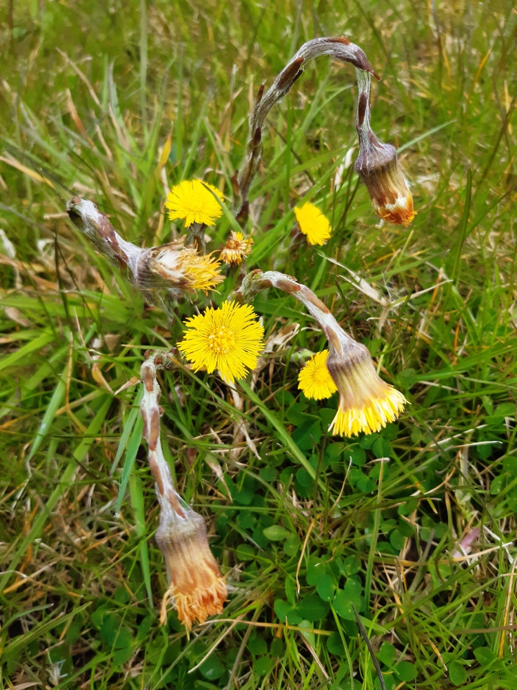 Yellow flowerheads on stems, amongst grass