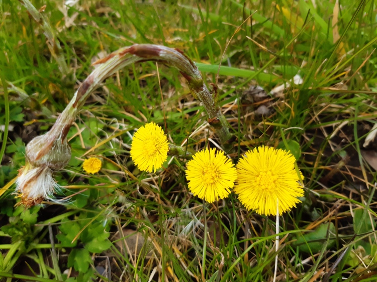 Yellow flowerheads and green vegetation