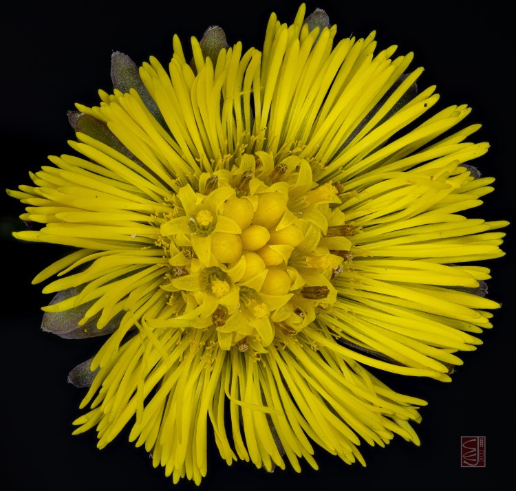 Yellow flowerhead on a dark background