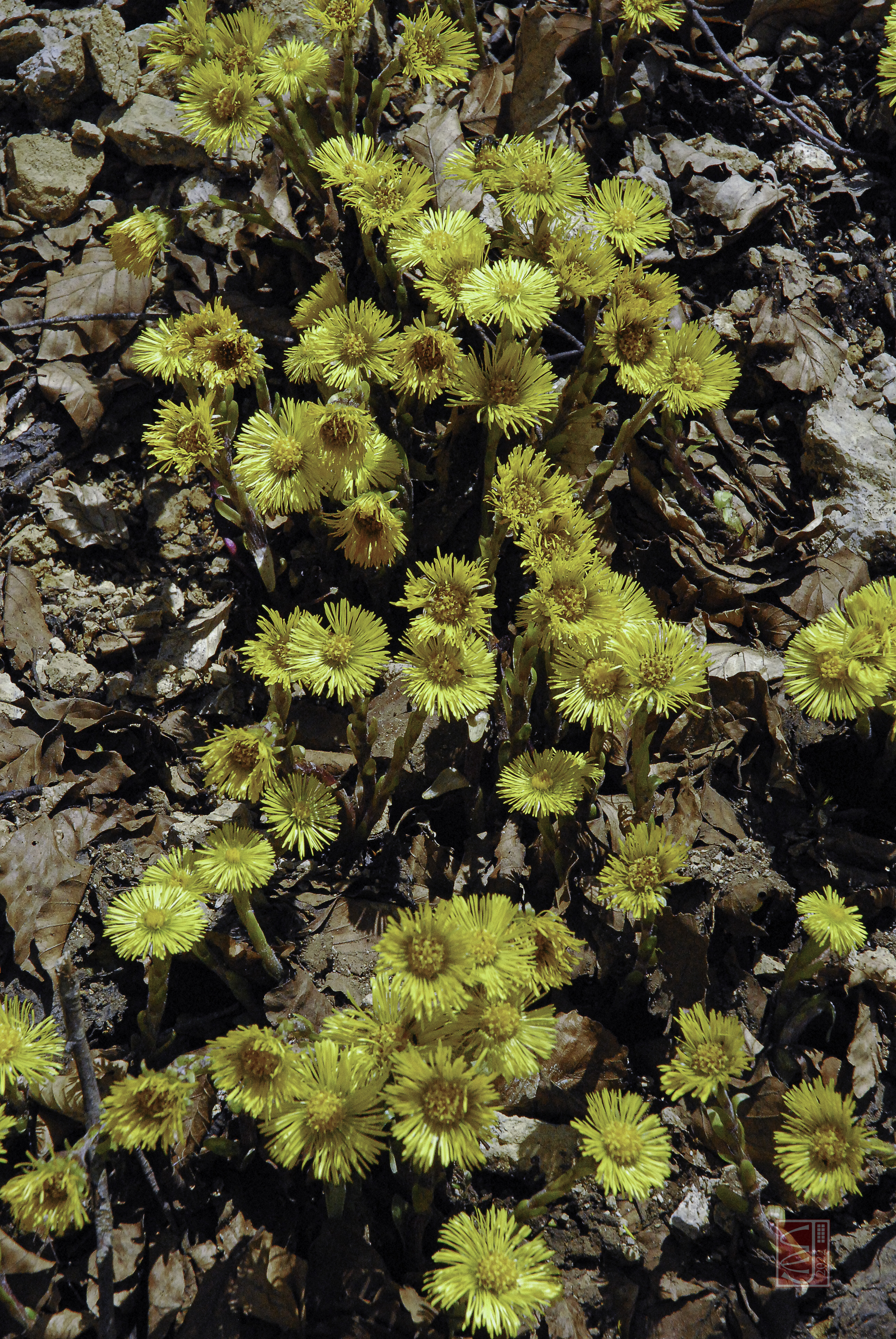 A mass of yellow flowerheads on stony ground