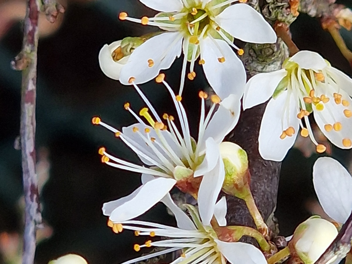 Plant of the Week, 25th March 2024 – Blackthorn – Prunus spinosa
