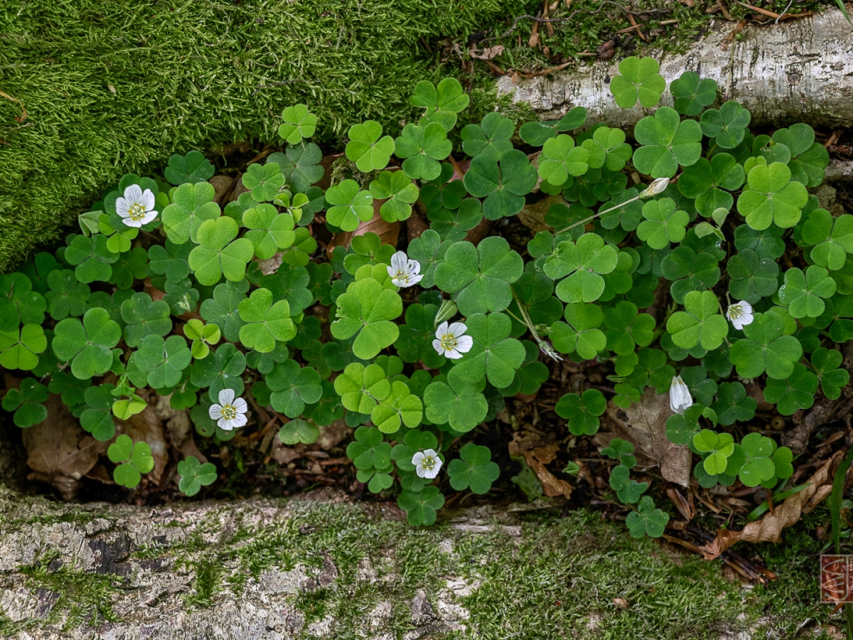 Plant of the Week – April 22nd 2024- Oxalis acetosella (Wood Sorrel)