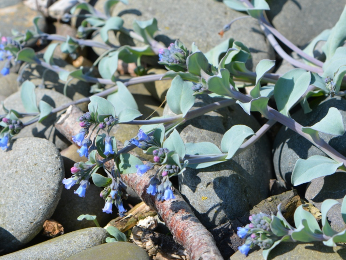 Plant of the Week – April 8th 2024- Mertensia maritima (Oyster Plant)